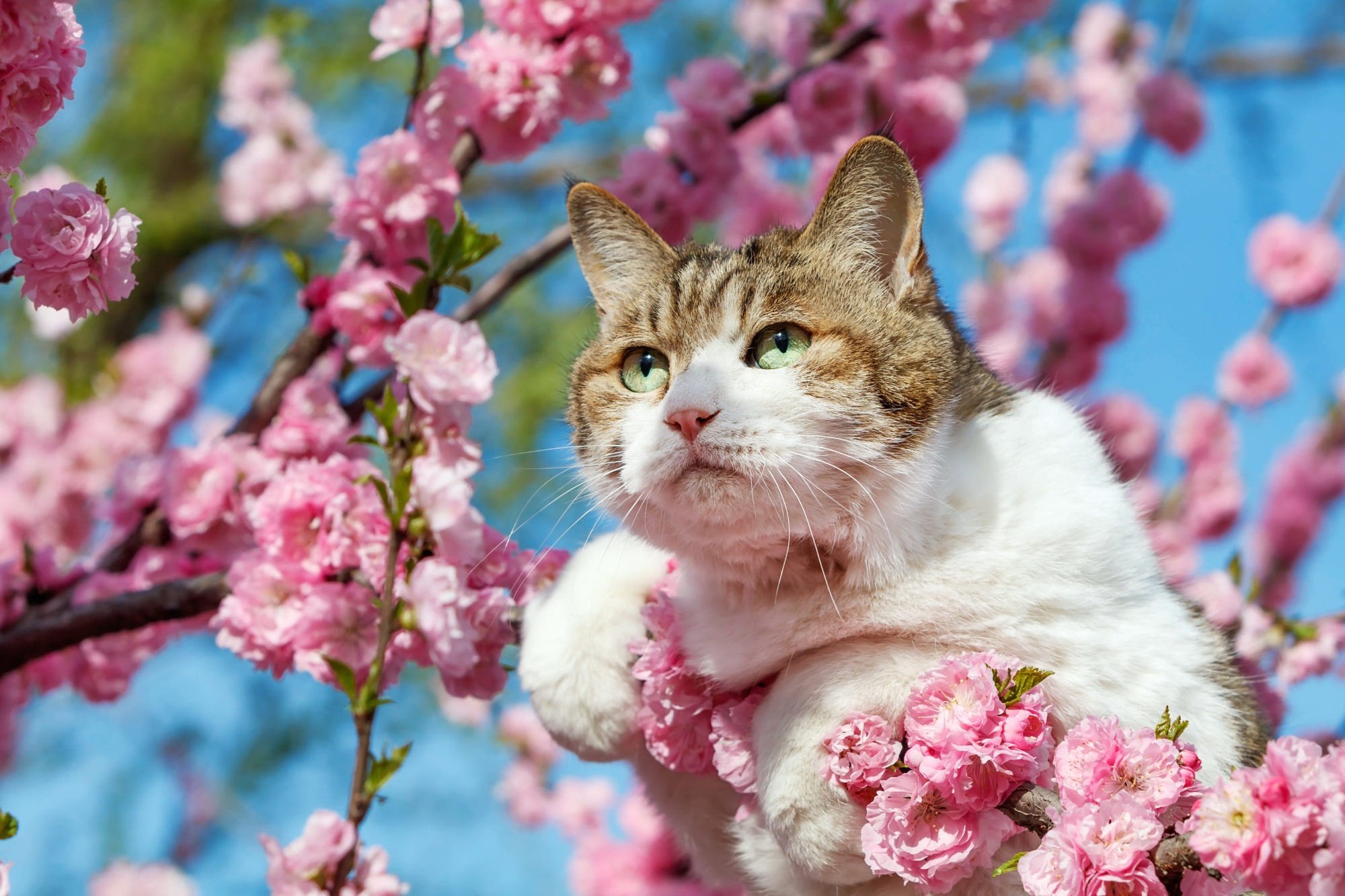 Весенняя кошечка. Кошки весной. Весенний котик.