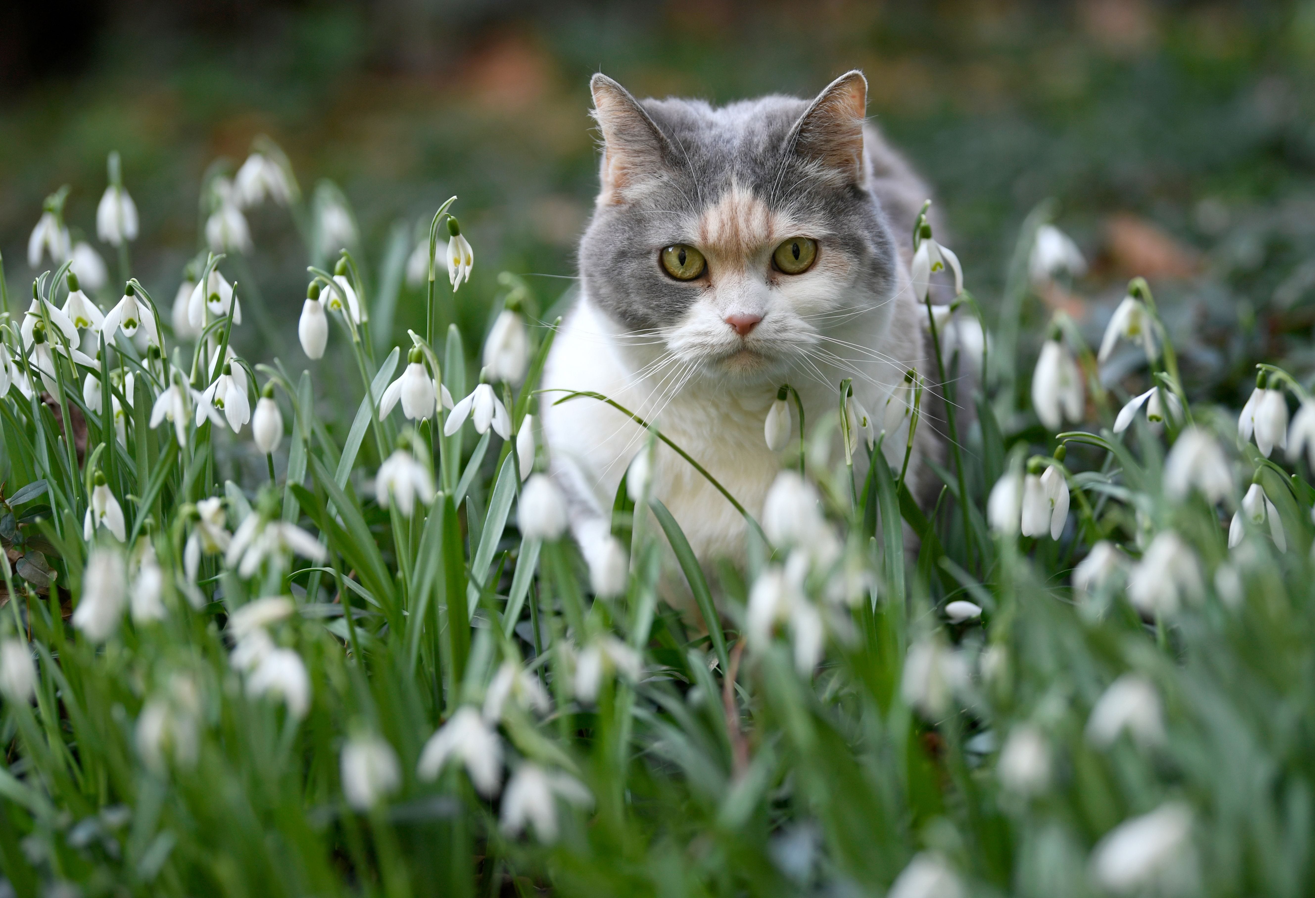 Весенняя кошечка. Кошки весной. Кошка и подснежники. Весенний котик.