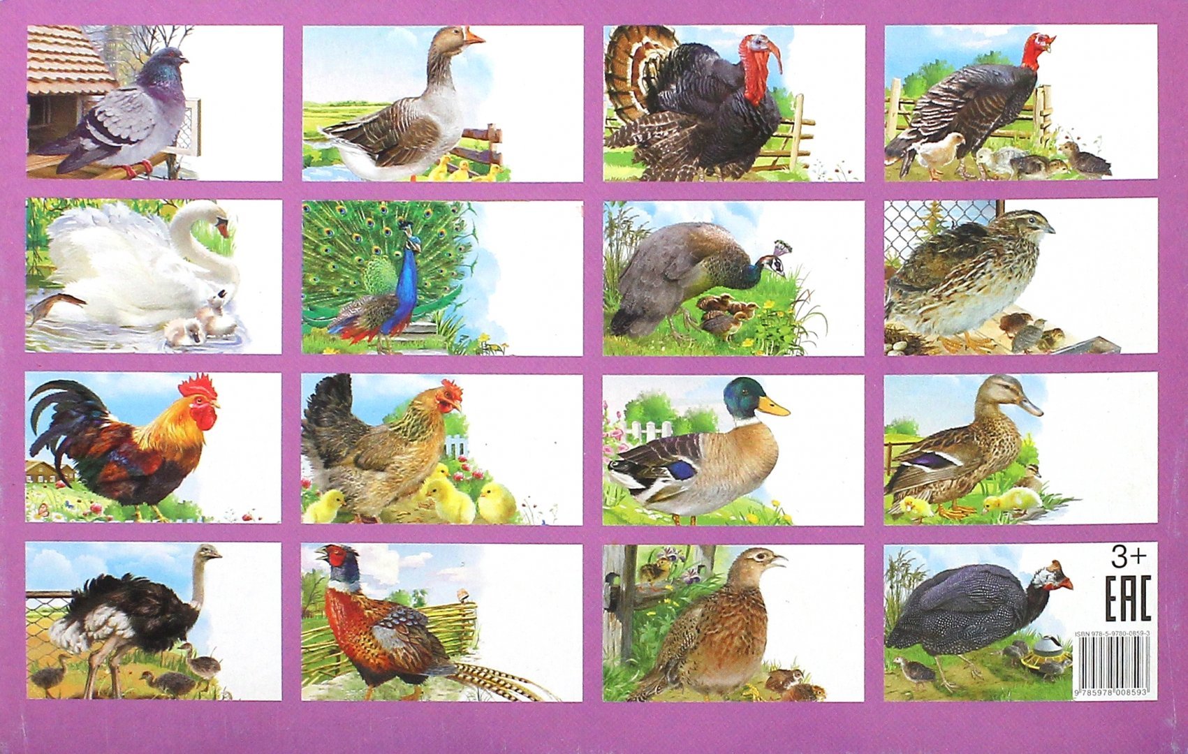 семьи домашних птиц картинки для детей