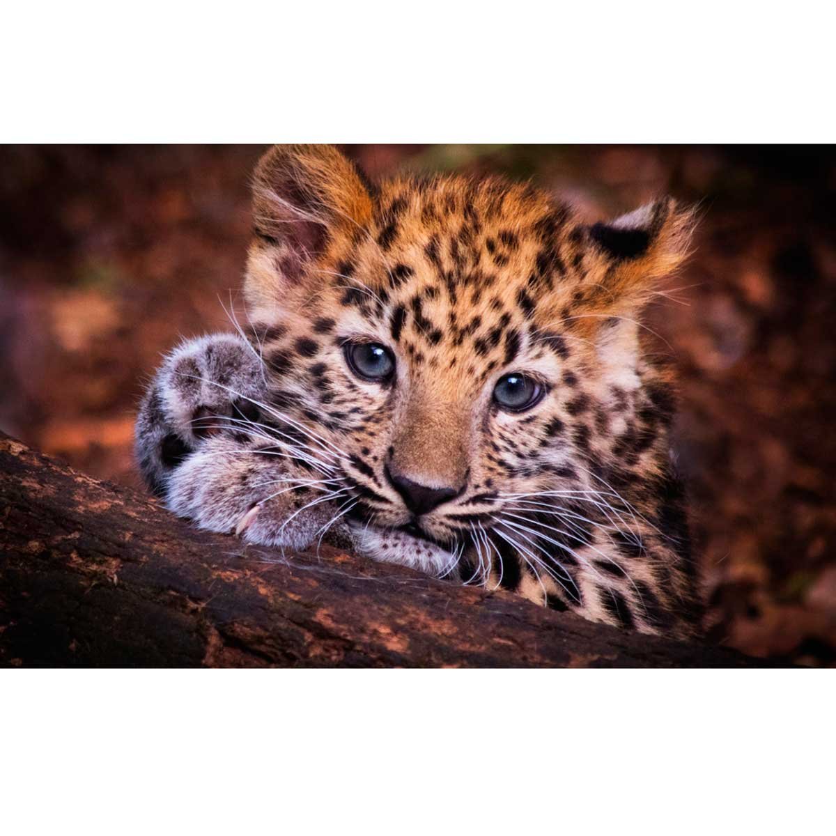 Дальневосточный леопард малыш мордочка