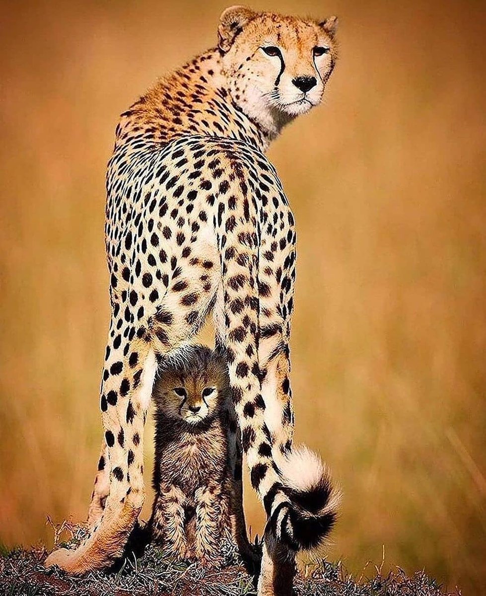 Самый большой гепард