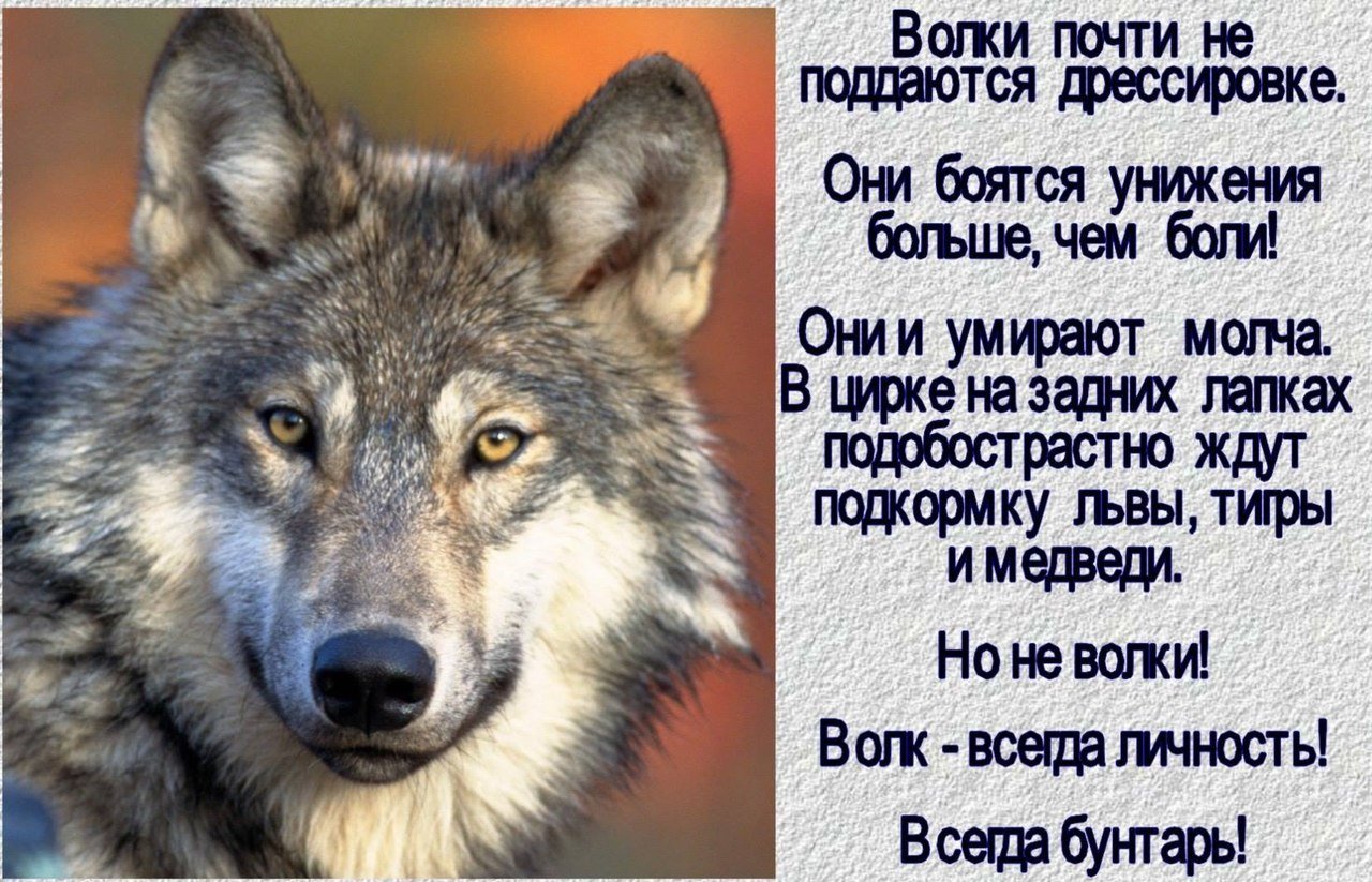 картинки волк с надписью про любовь