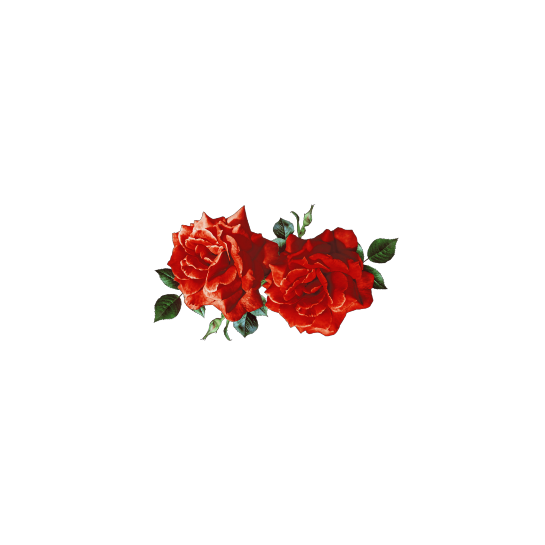 Песни круга красные розы. Розы на прозрачном фоне. Красные розы на прозрачном фоне. Красные цветы на белом фоне. Цветы Стикеры для фотошопа.