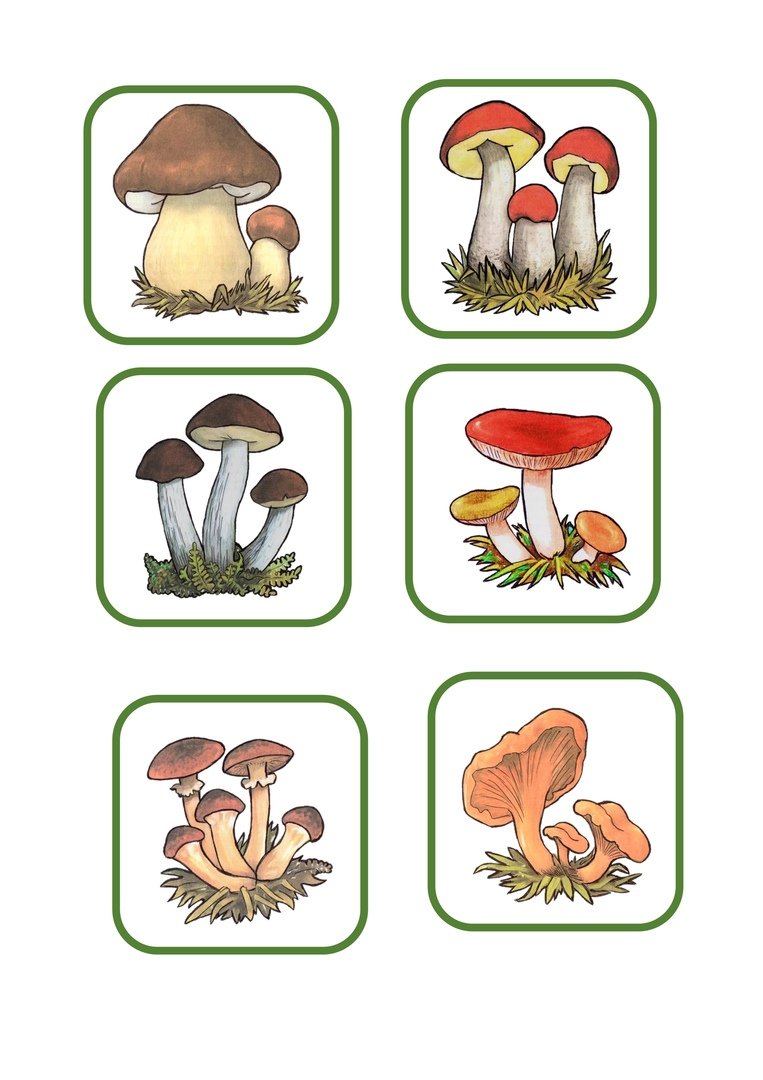 Грибы для детей дошкольного возраста