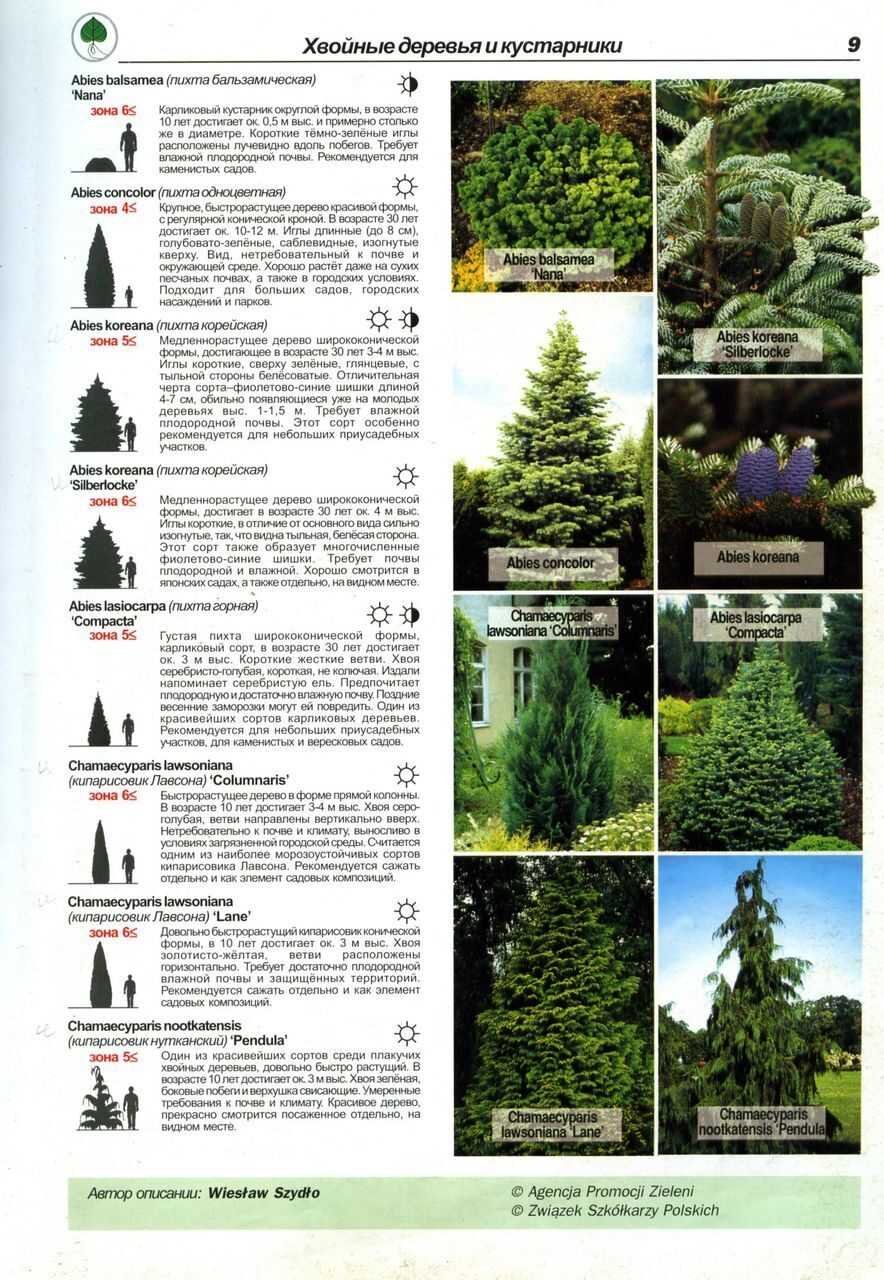 Типы хвойных деревьев и кустарников