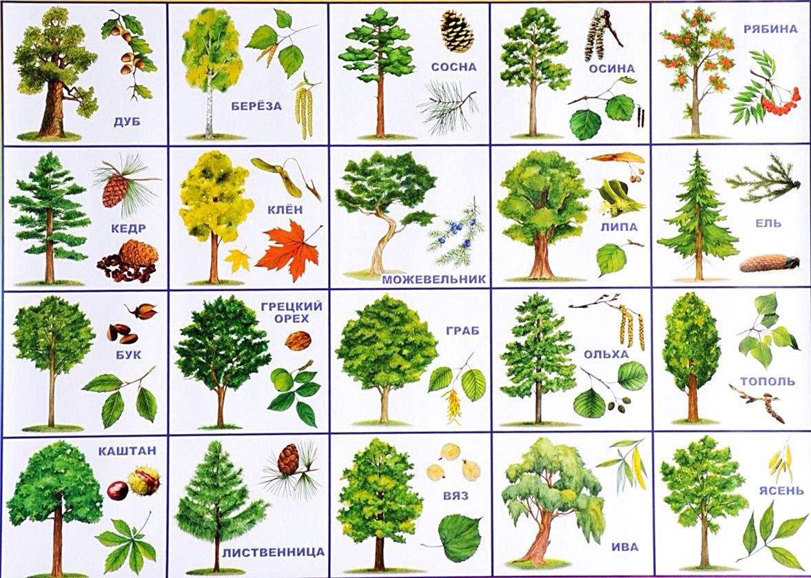 Лиственные деревья для детей