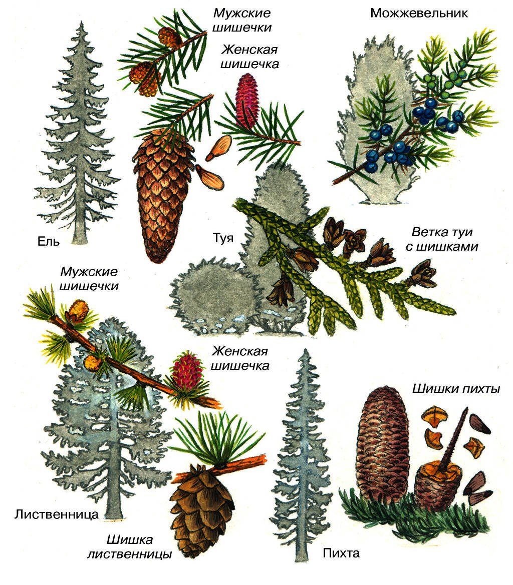 Голосеменные ель сосна пихта