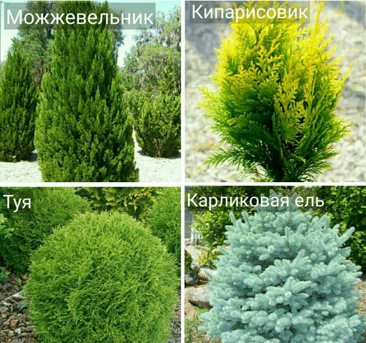 Хвойные деревья названия с картинками