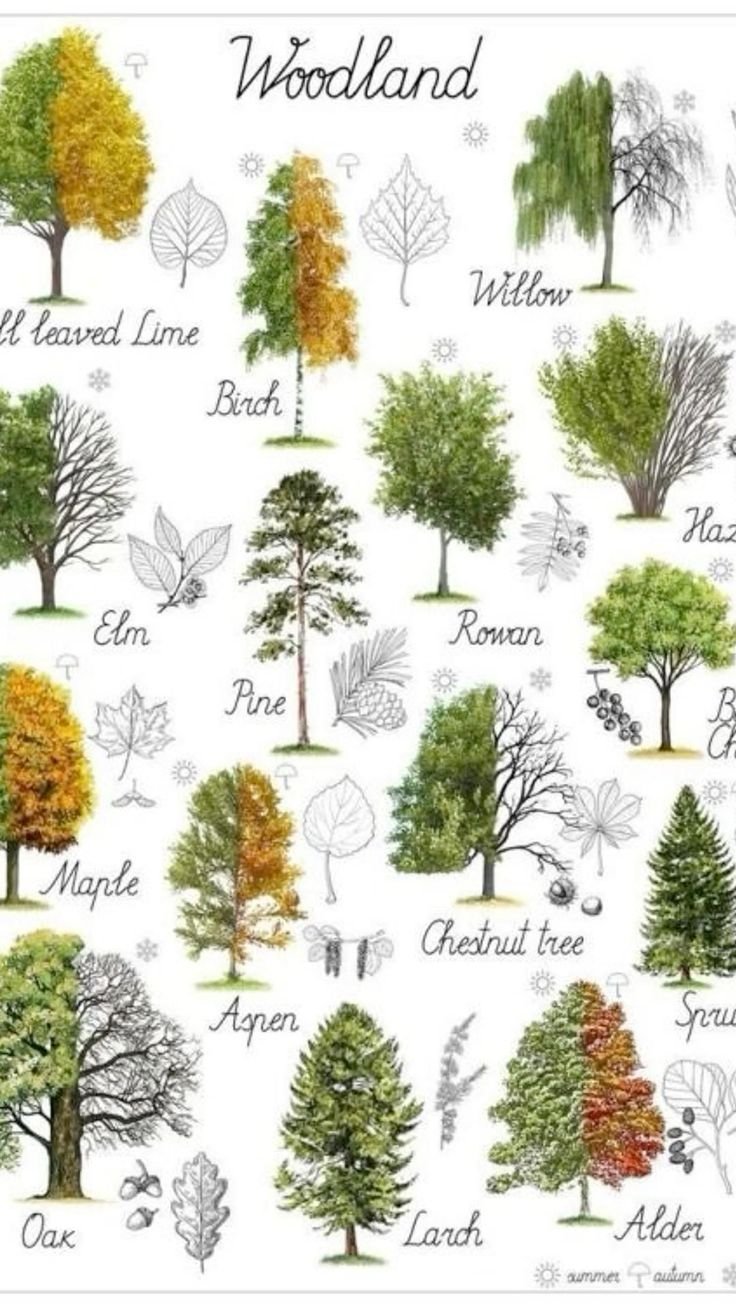 Деревья список