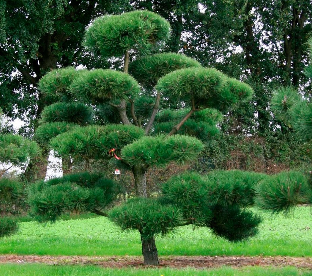 Сосна Pinus nigra
