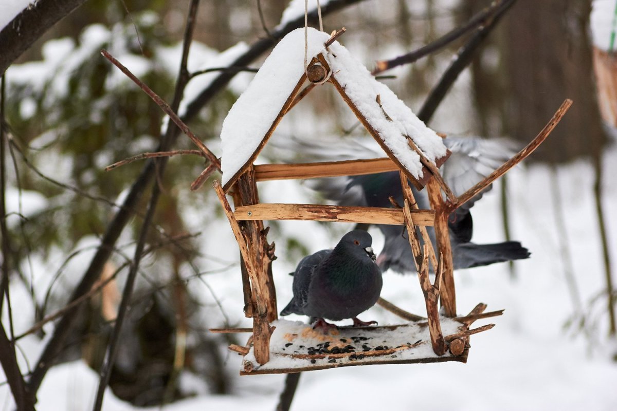 Кормушки для птиц зимой