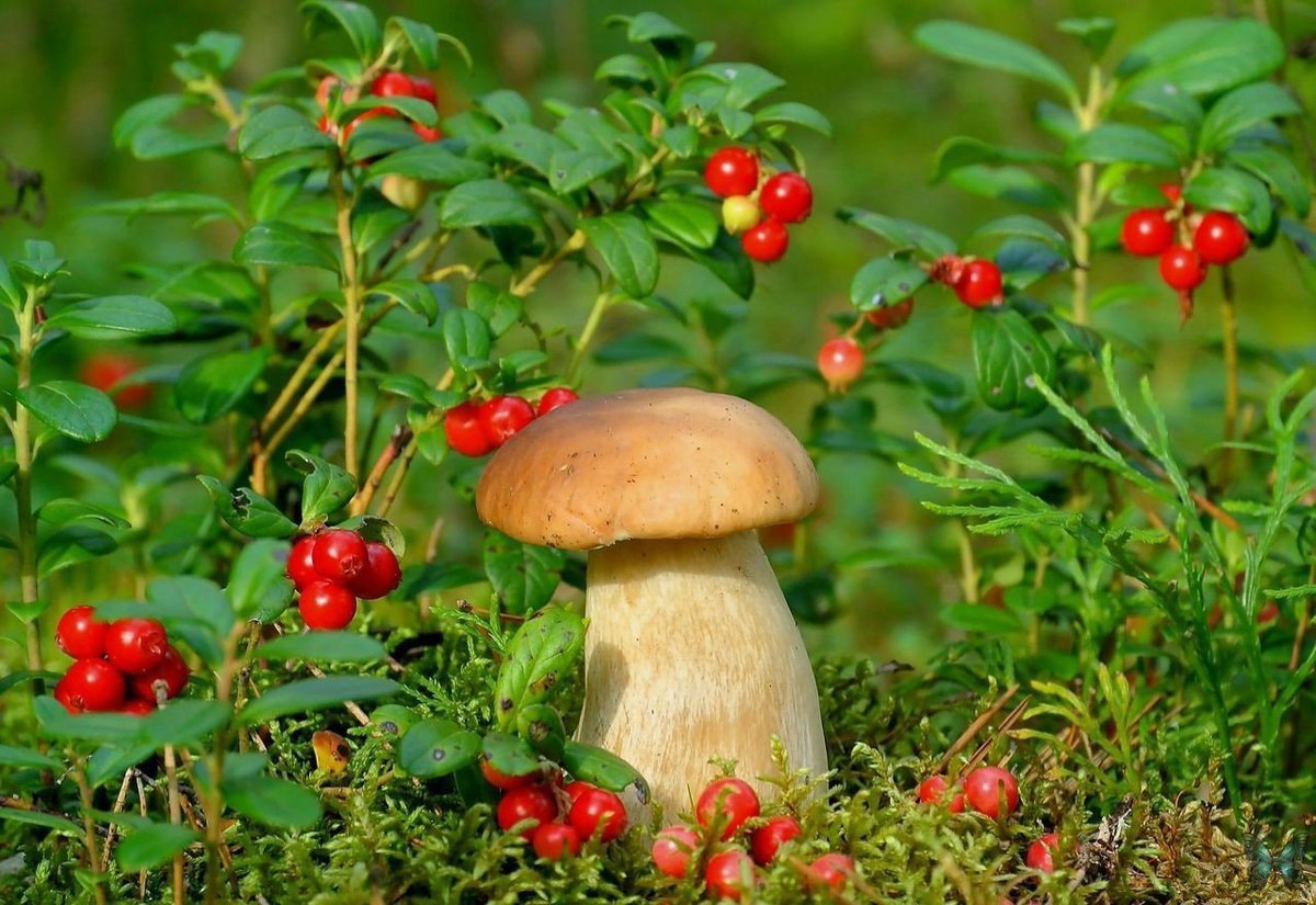 Лесные грибы и ягоды