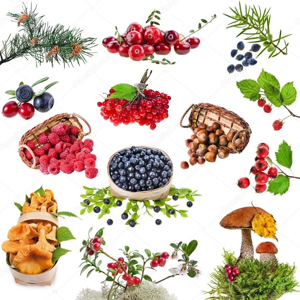 Грибы ягоды на прозрачном фоне