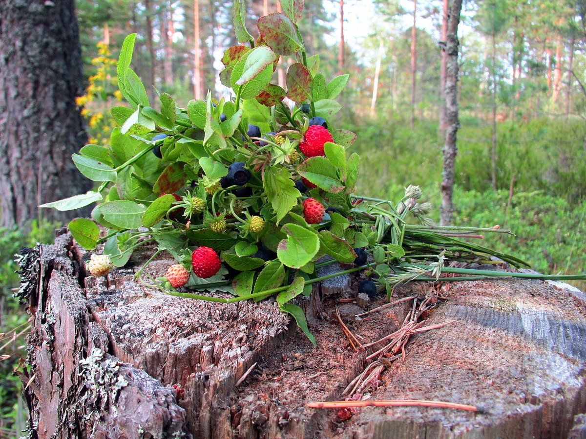 Лето лес ягоды