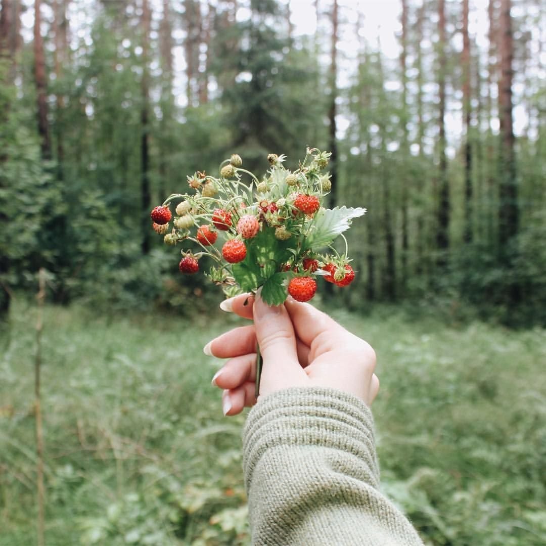 Лесные ягоды Эстетика