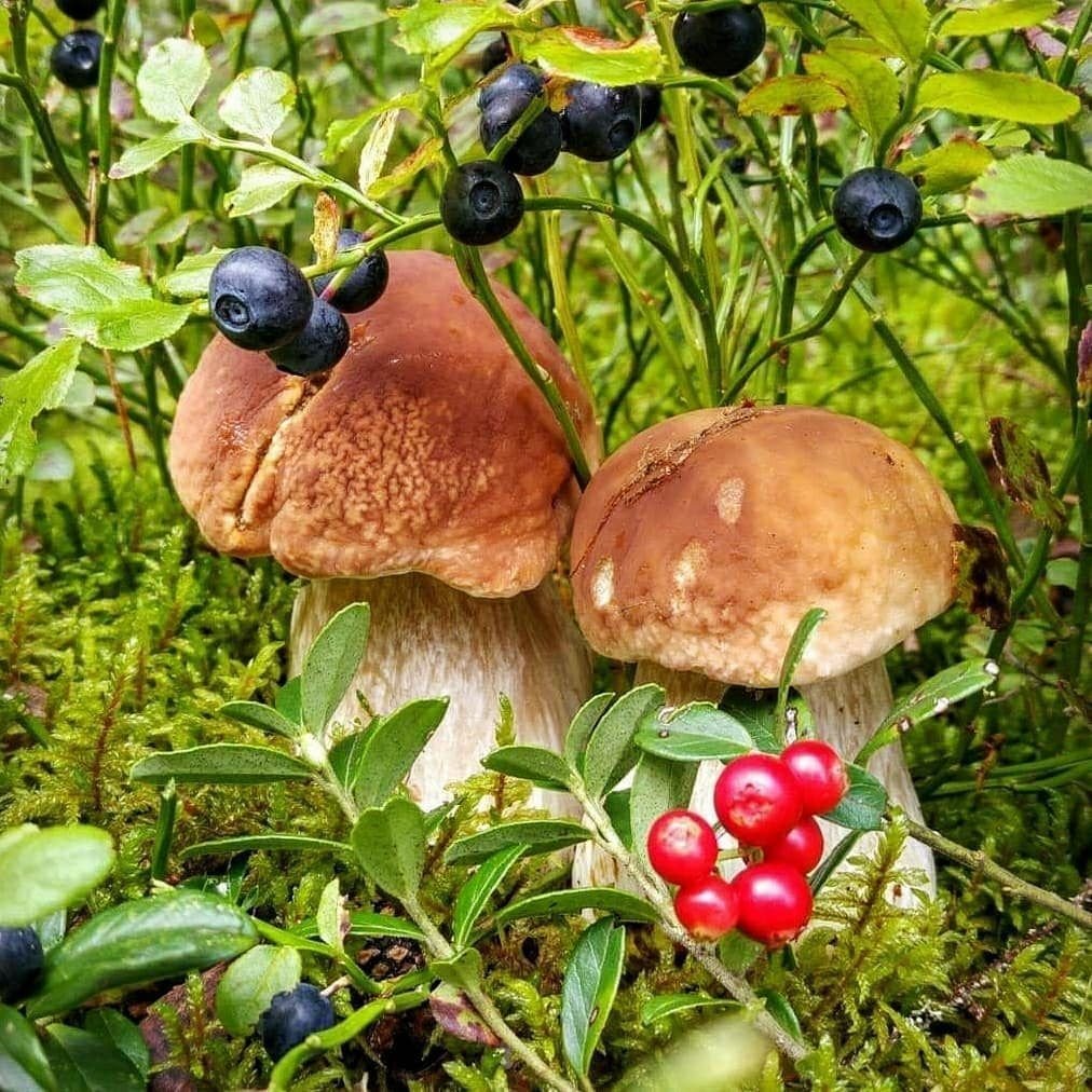 Ягоды в лесу картинки для детей