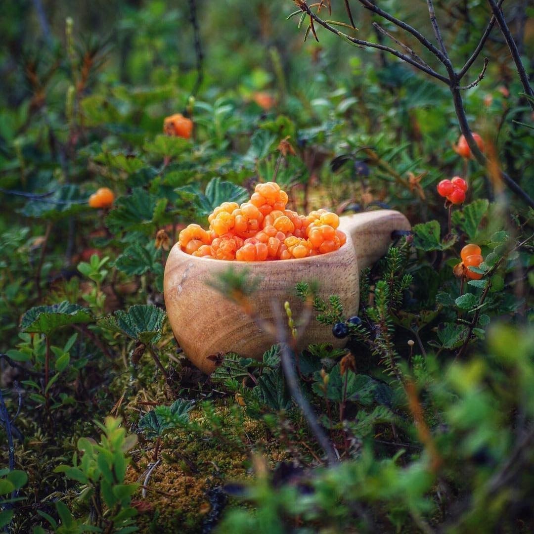 Северная ягода Морошка