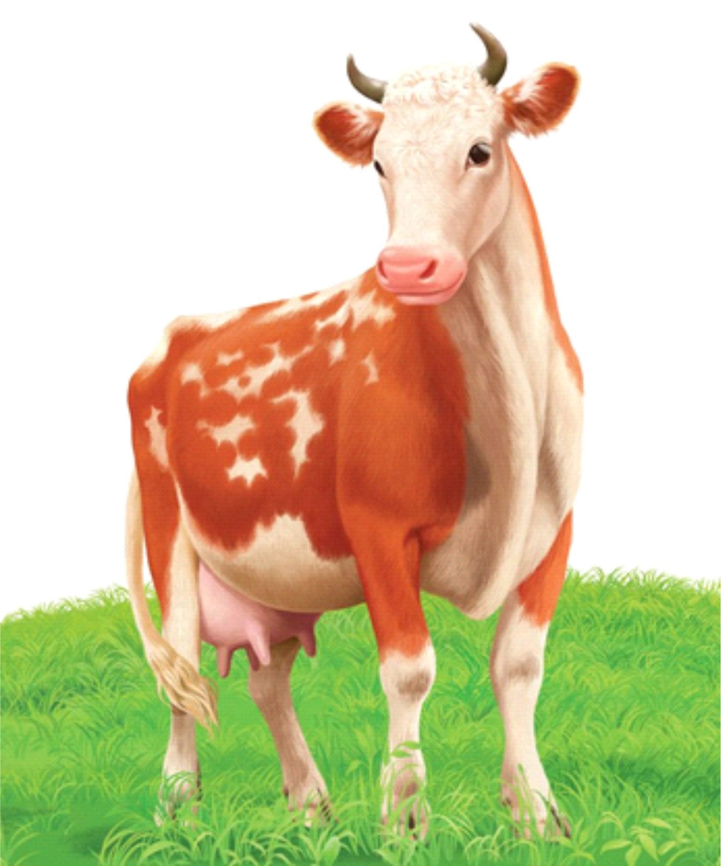 Коровы для детей 3 лет. Корова для детей. Изображение коровы. Корова для ДОУ. Домашние животные корова.