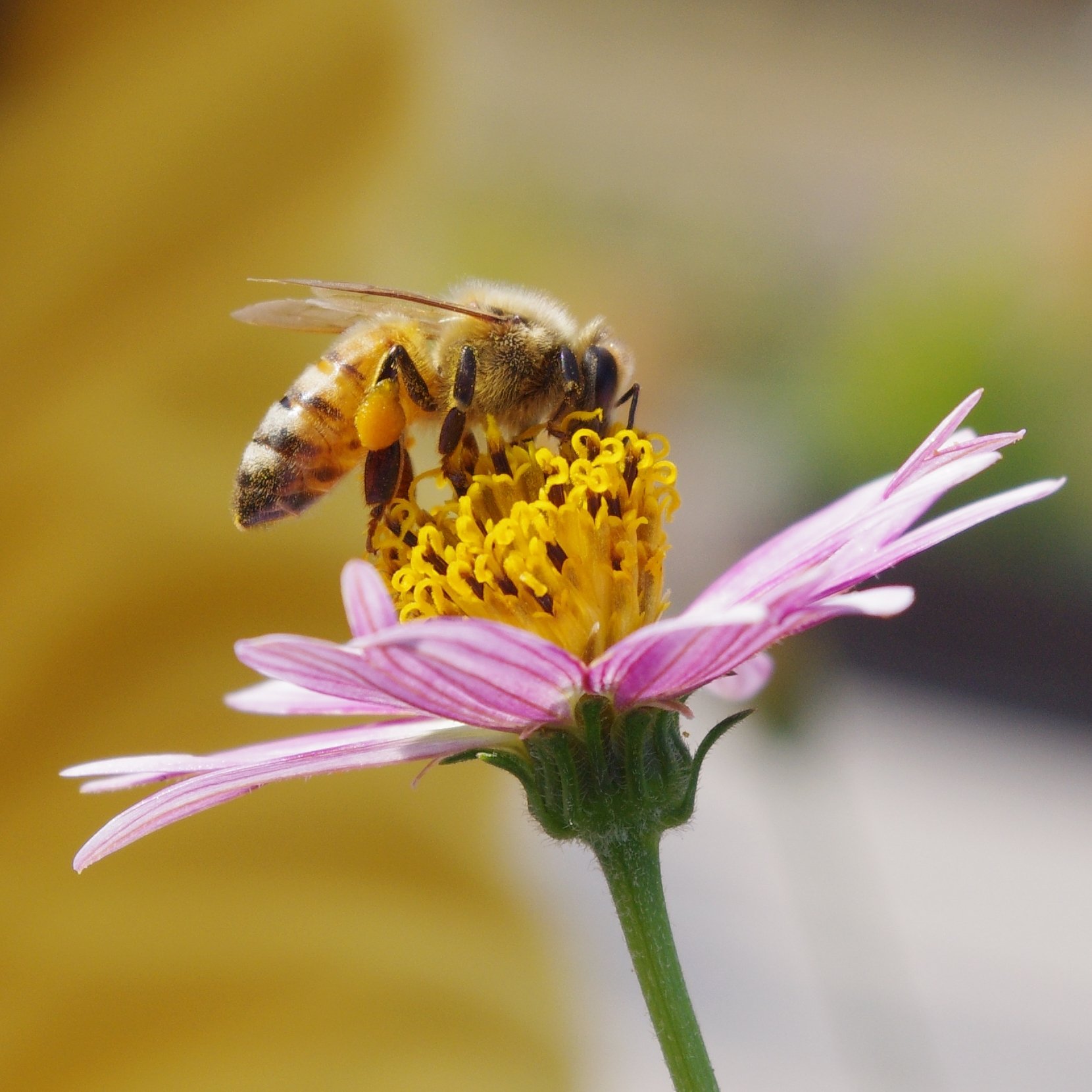 На цветке сидит пчела