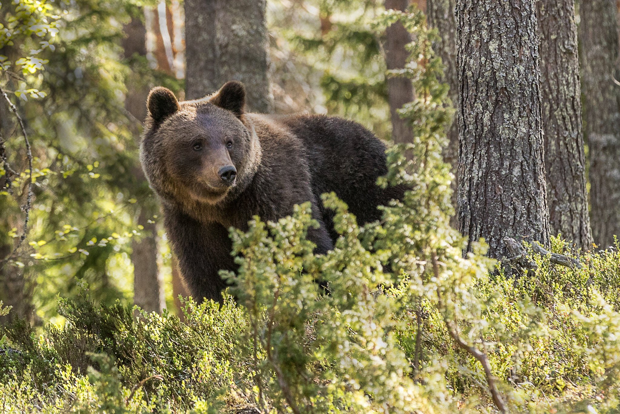 Собака вывела из леса медведей. Медведь картинка. Медведь за кустом. Медведь идет. Медведь на дереве.
