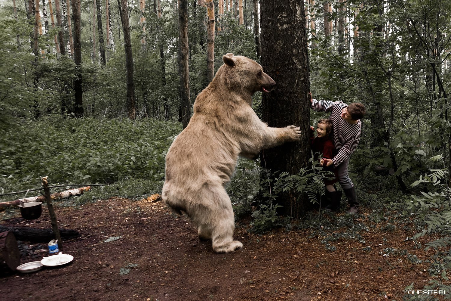 Схватка с медведем. Встреча с дикими животными в лесу.