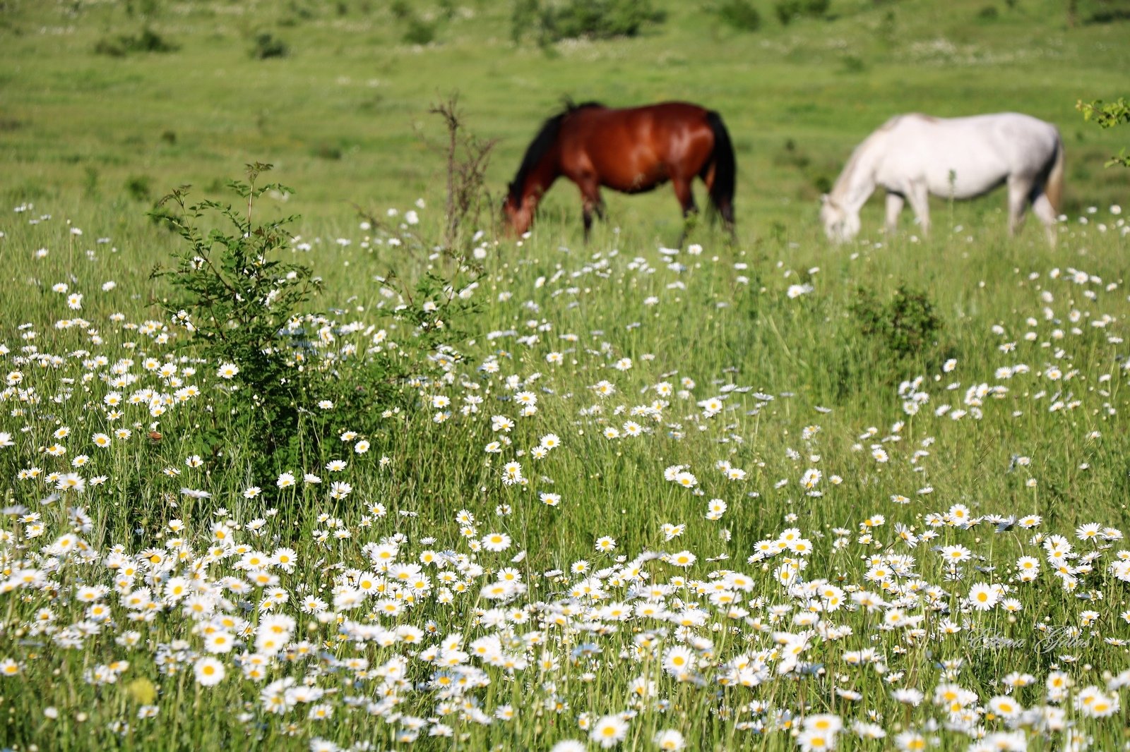 На лугу можно увидеть. Ромашковое поле с лошадьми. Лошадь в ромашковом поле. Ромашки в степи фото. Степь Крыма с ромашкам.