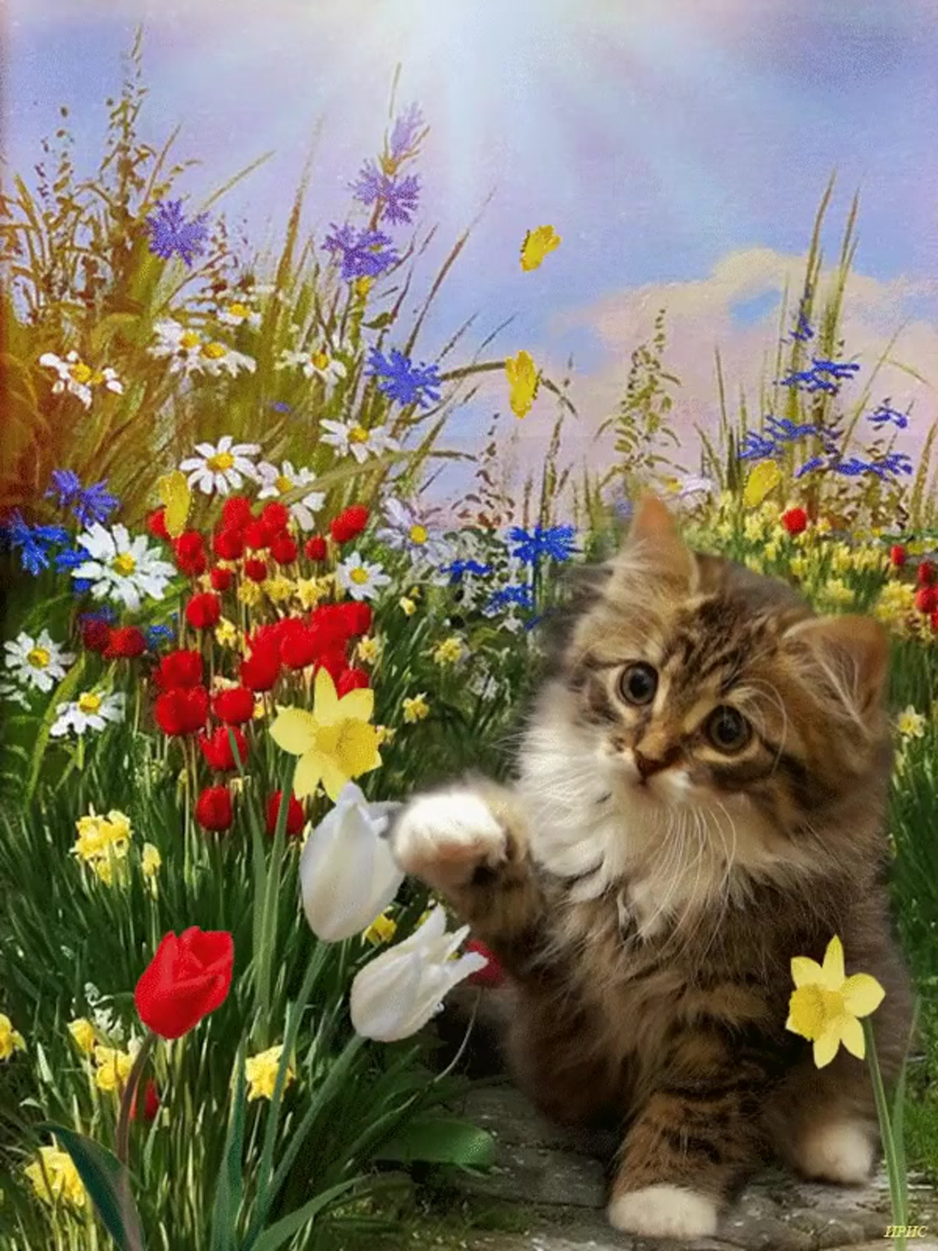 Картинки с кошками пожелания. Красивые открытки. Котик в цветах. Открытки с котятами. Цветы и животные.