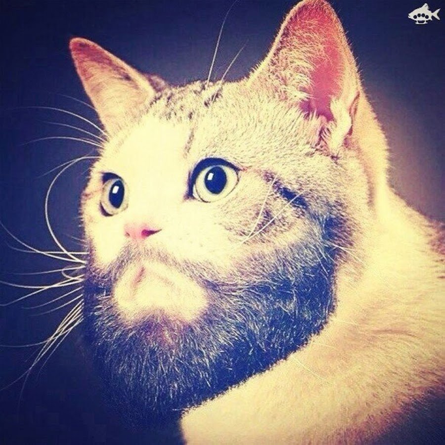 Брутальные коты