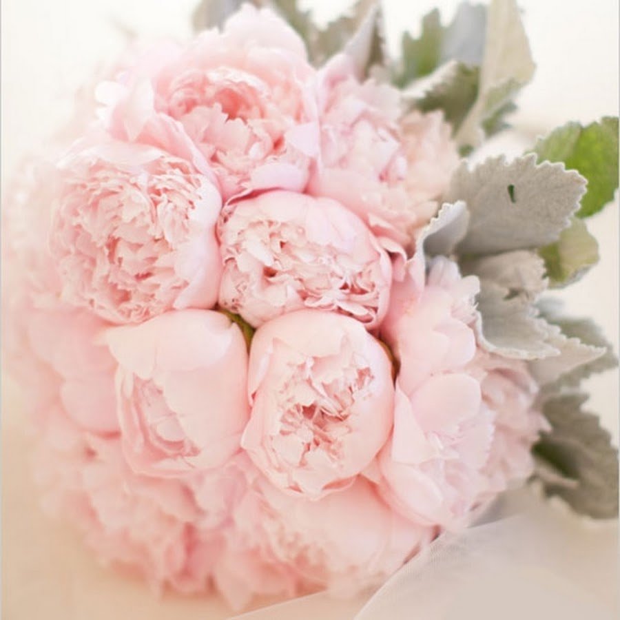 Пионовидная роза Пиони Пинк