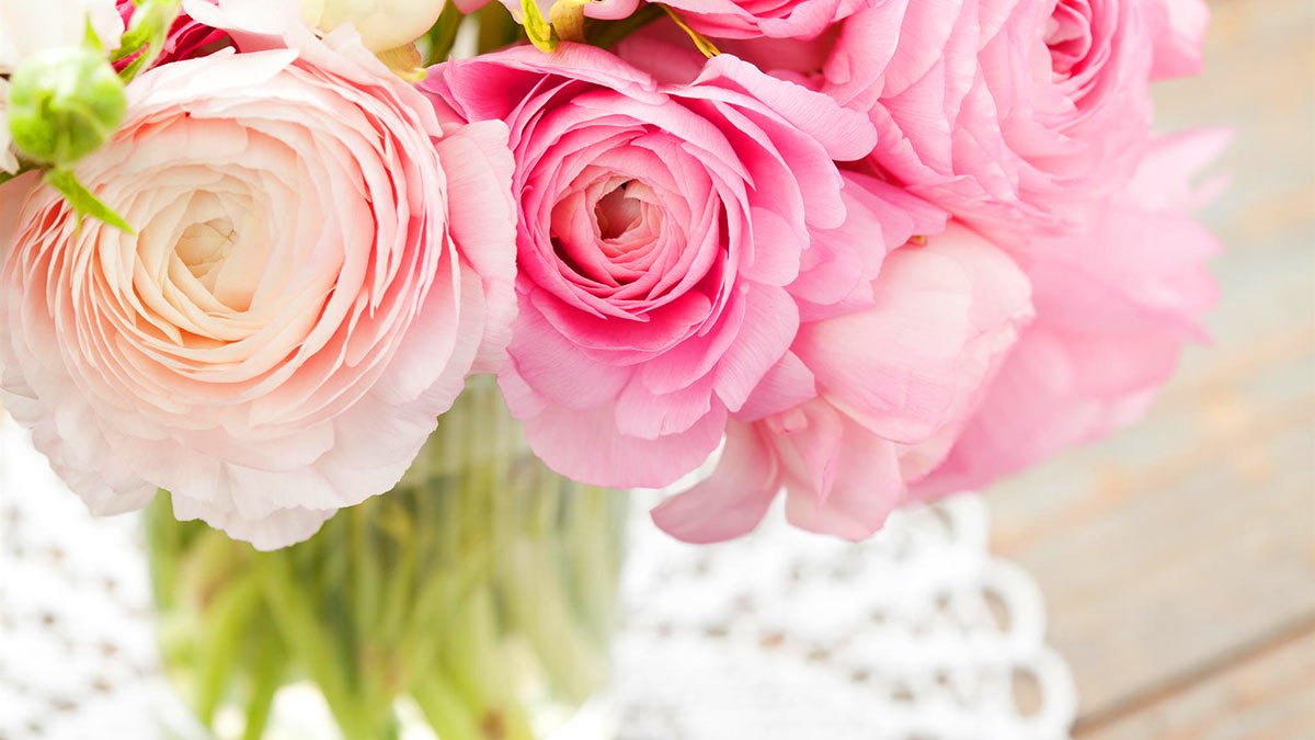 Ранункулюс розовый