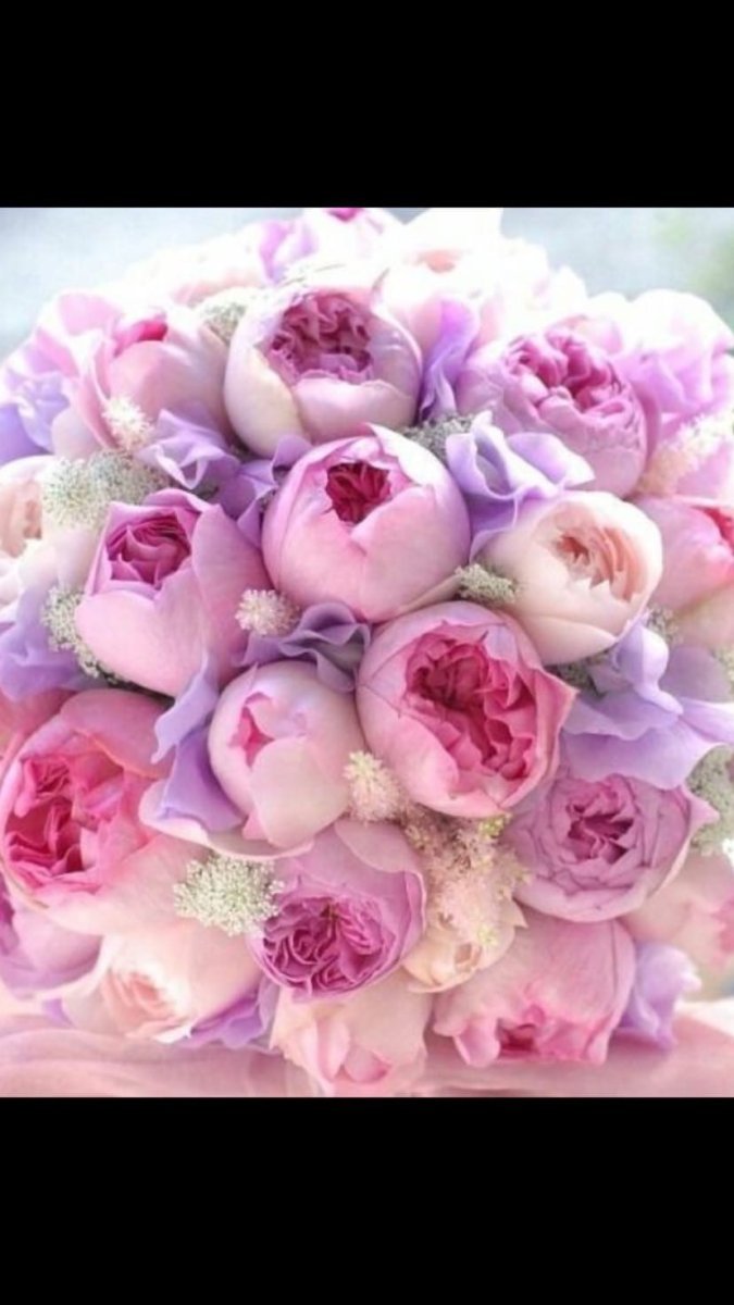 Пионы кустовые сиреневые