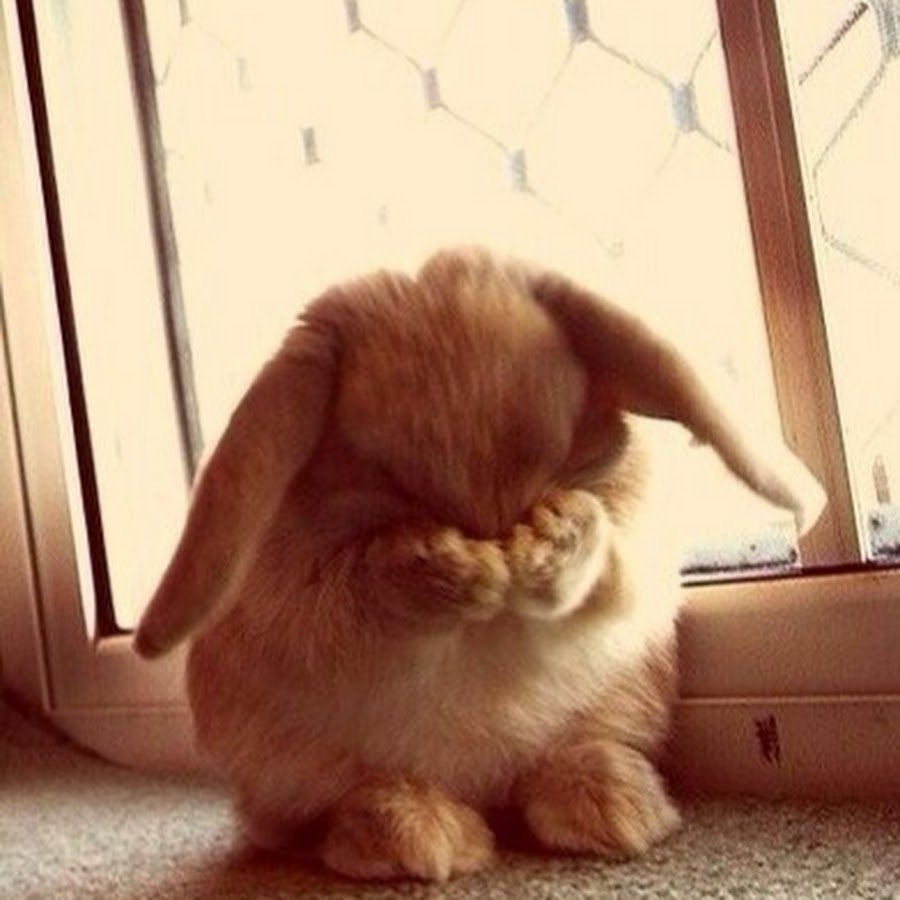 Зайка плачет