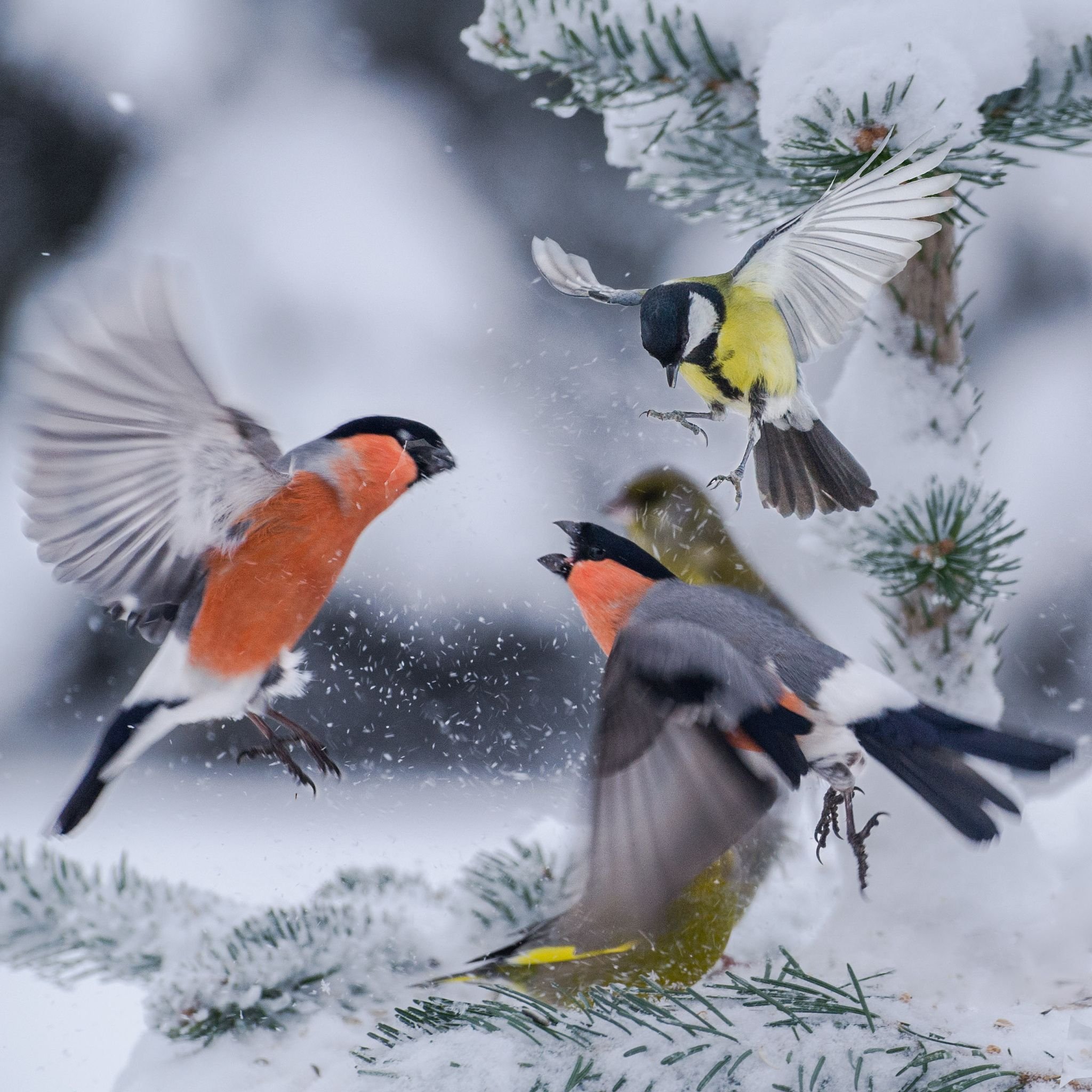 Птицы летающие зимой. Зимние птицы. Снегири зимой. Птицы на снегу. Снегирь птица.