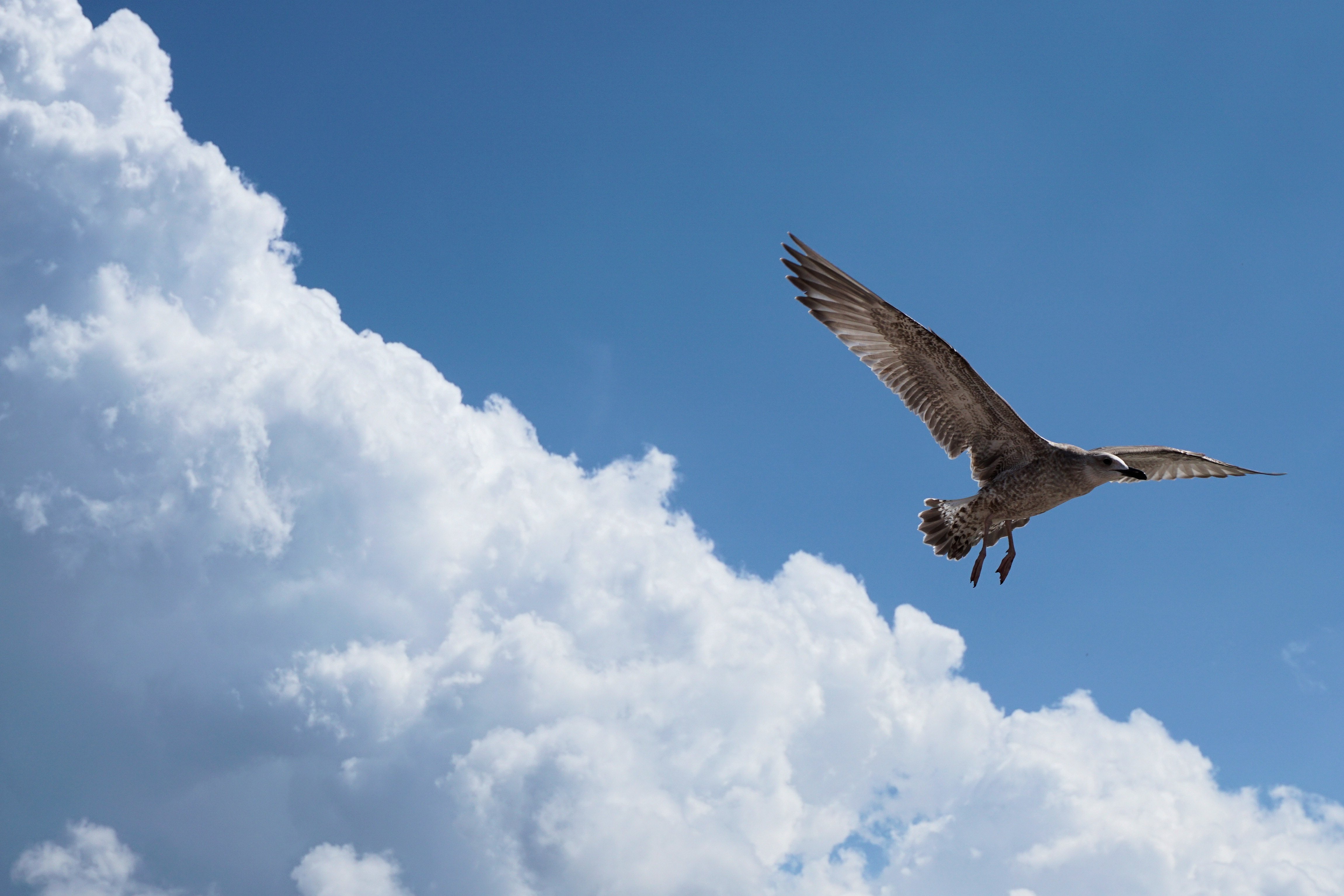 Птичий полет. Орел в небе. Птица высокого полета. Орел в облаках. Полет Орлов в небе.