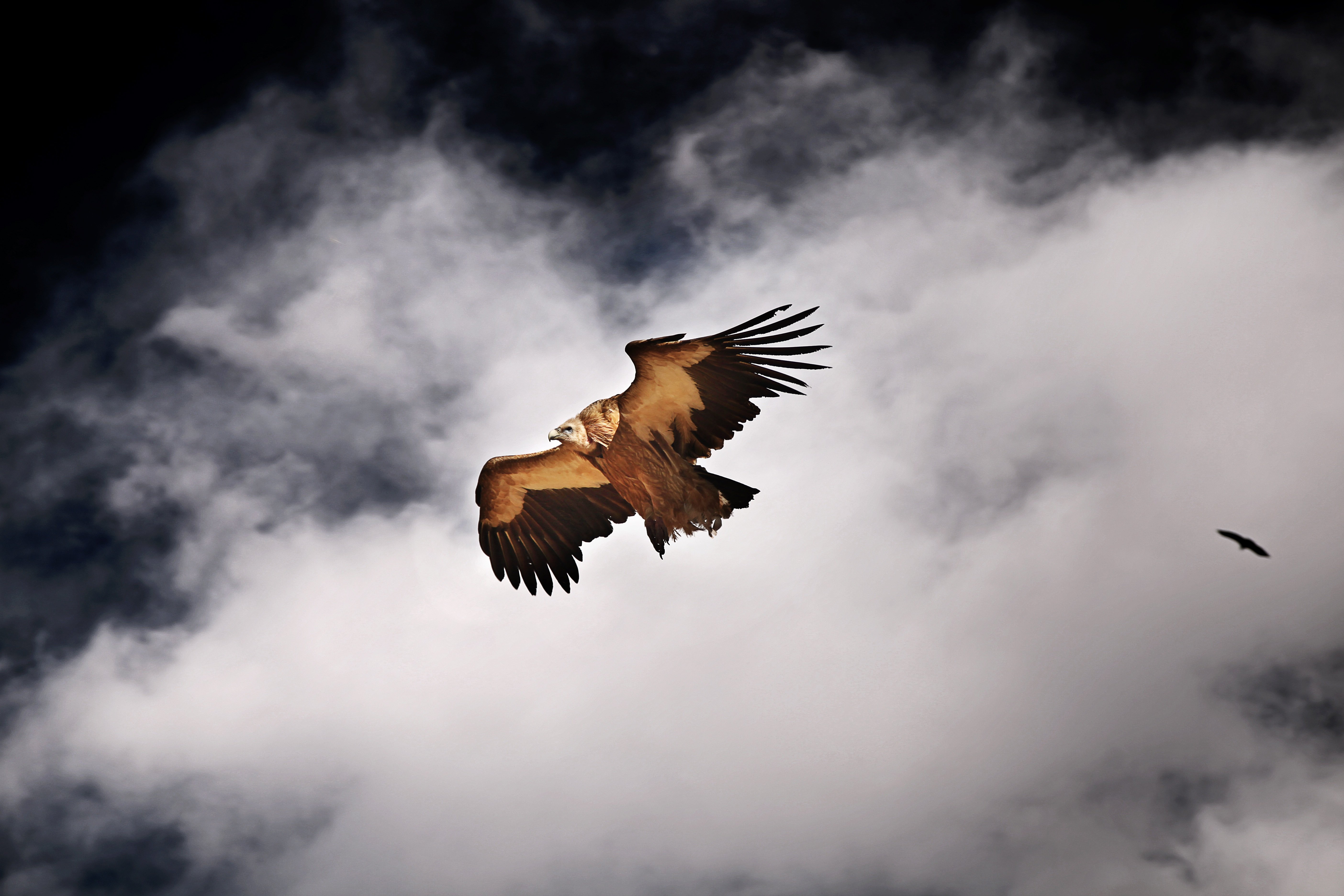 4 орла летящие. Орел в воздухе. Орел в облаках. Парящая птица. Орел в небе.