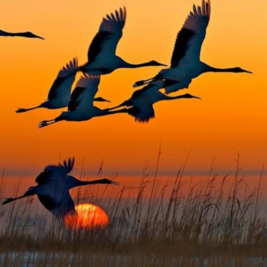 Птицы улетают на Юг