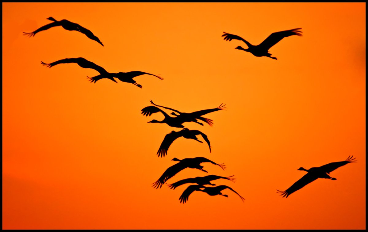 Журавли Бернес