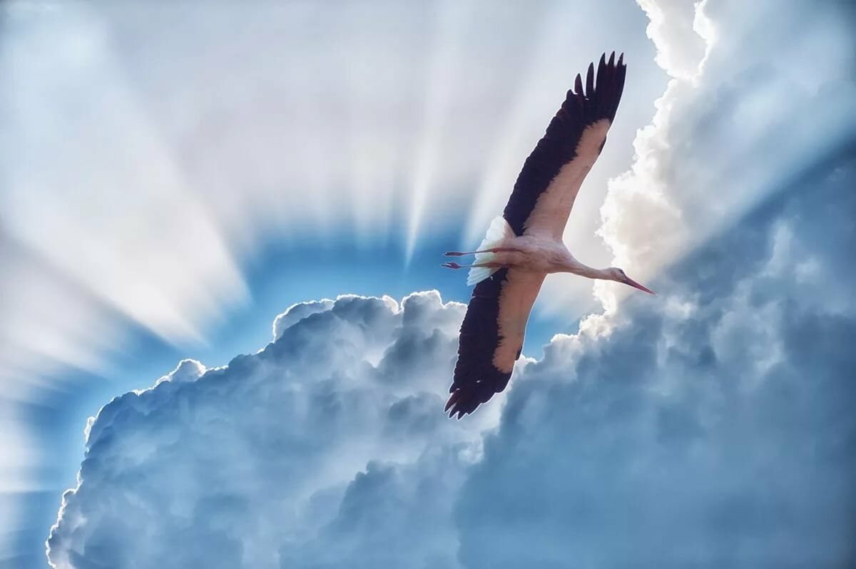 Белые Журавли в небе