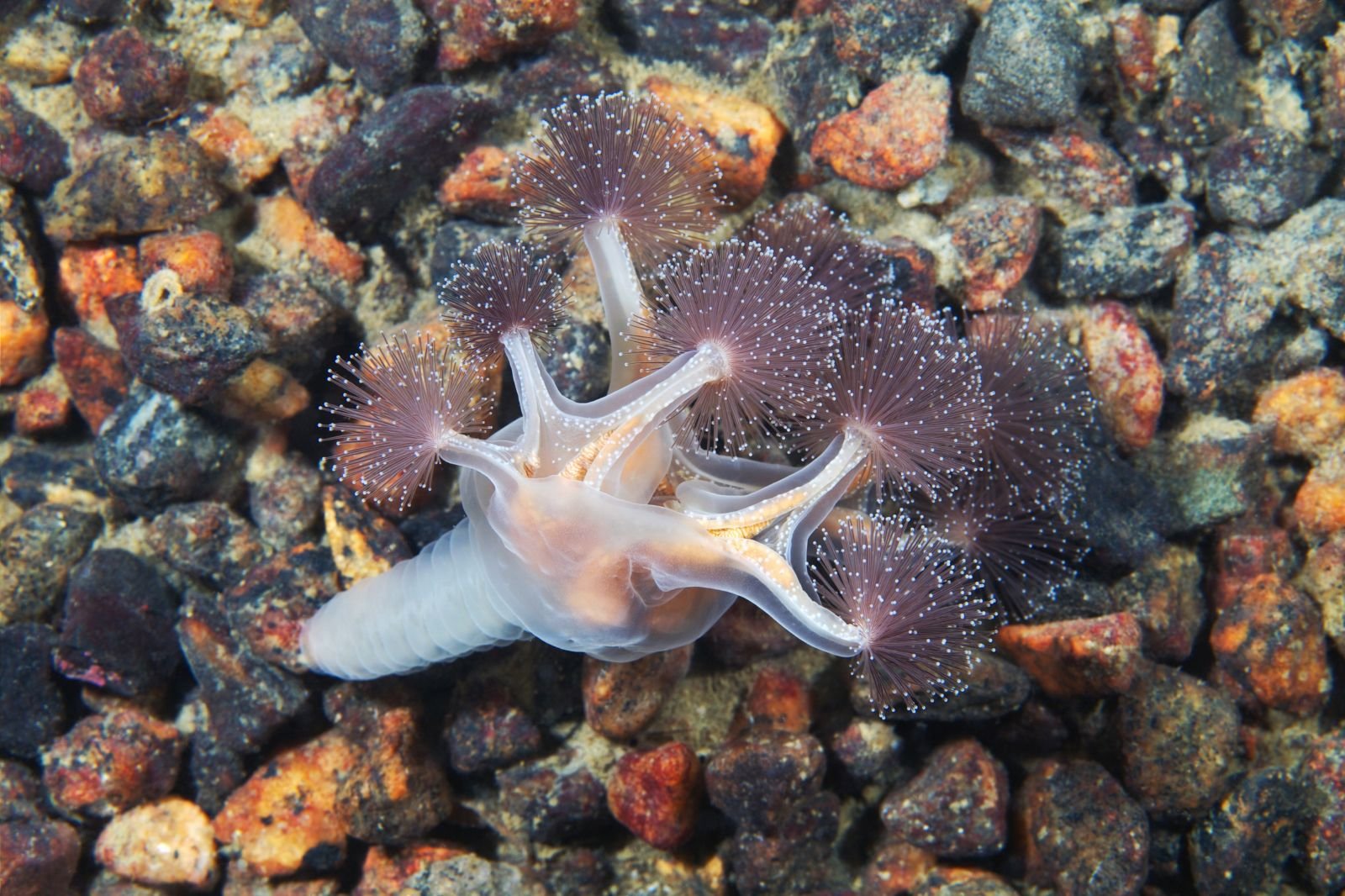 Какая звезда обитает в море. Люцернария медуза. Lucernaria quadricornis. Сидячая медуза люцернария. Люцернария (Lucernaria quadricornis).