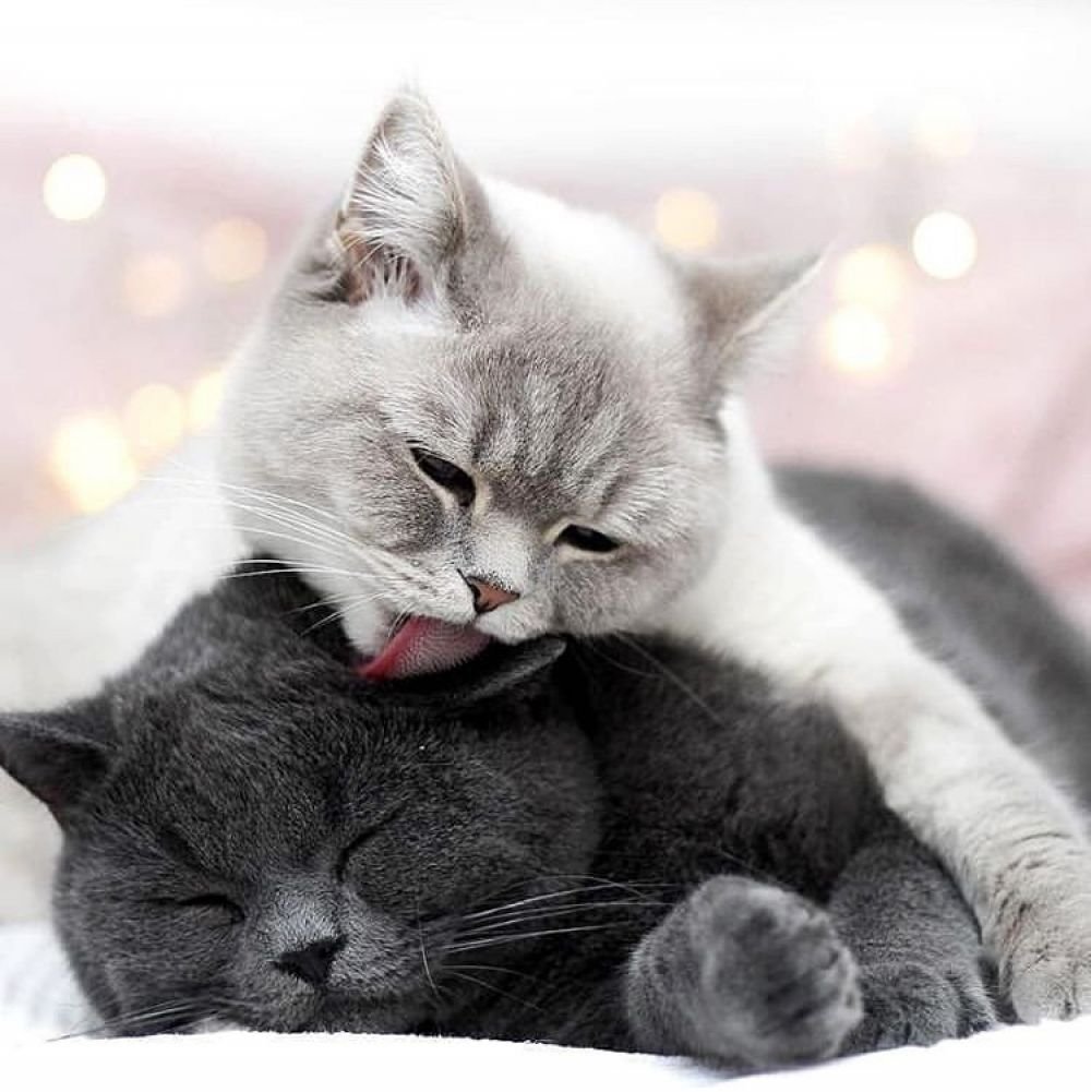 Любимому котенку