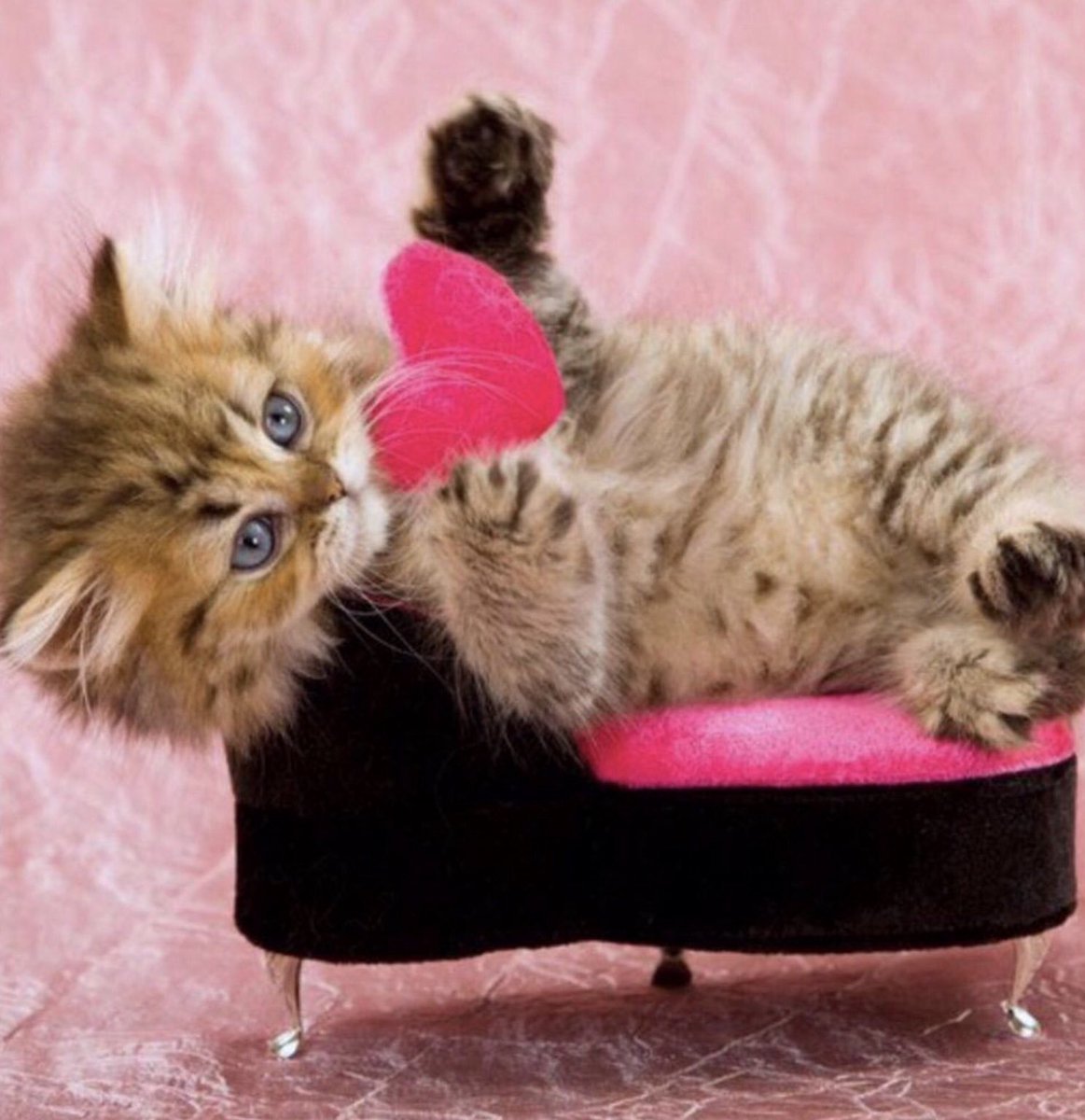 Кошачьи пожелания