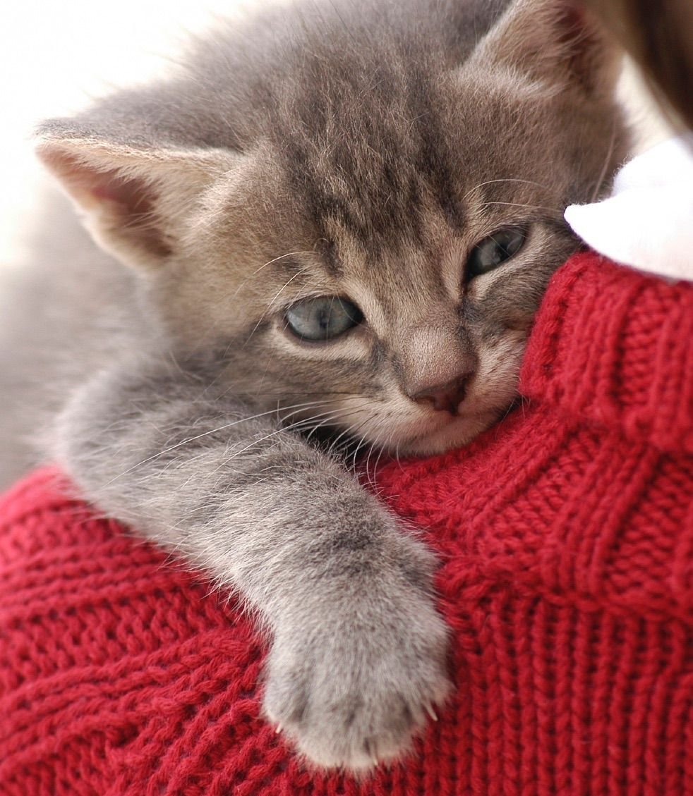 Скучаю по своему котику