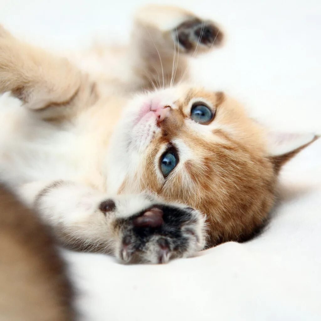 Доброе утро котенок