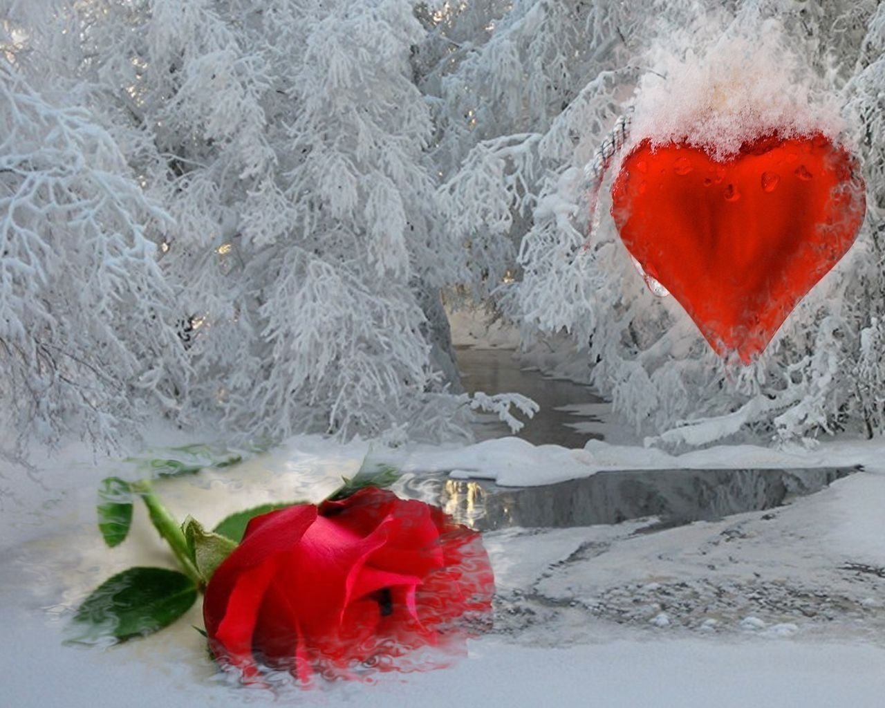 Зима на сердце на душе оригинал. Розы на снегу. Сердце на снегу. Зима в сердце.