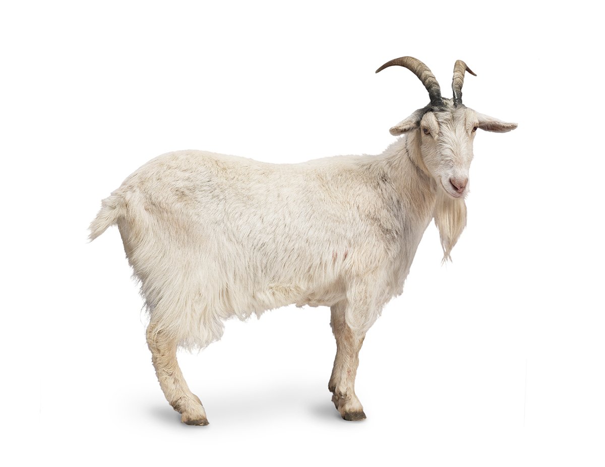 Козел на белом фоне