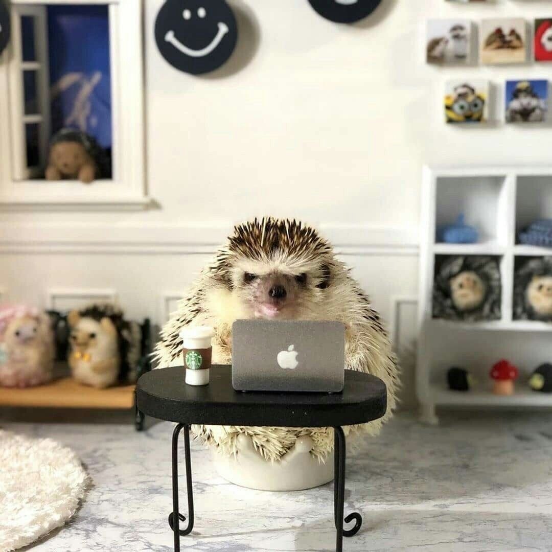 Ежик в кресле