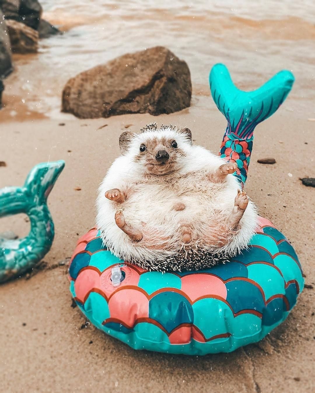 Ежик на надувном круге