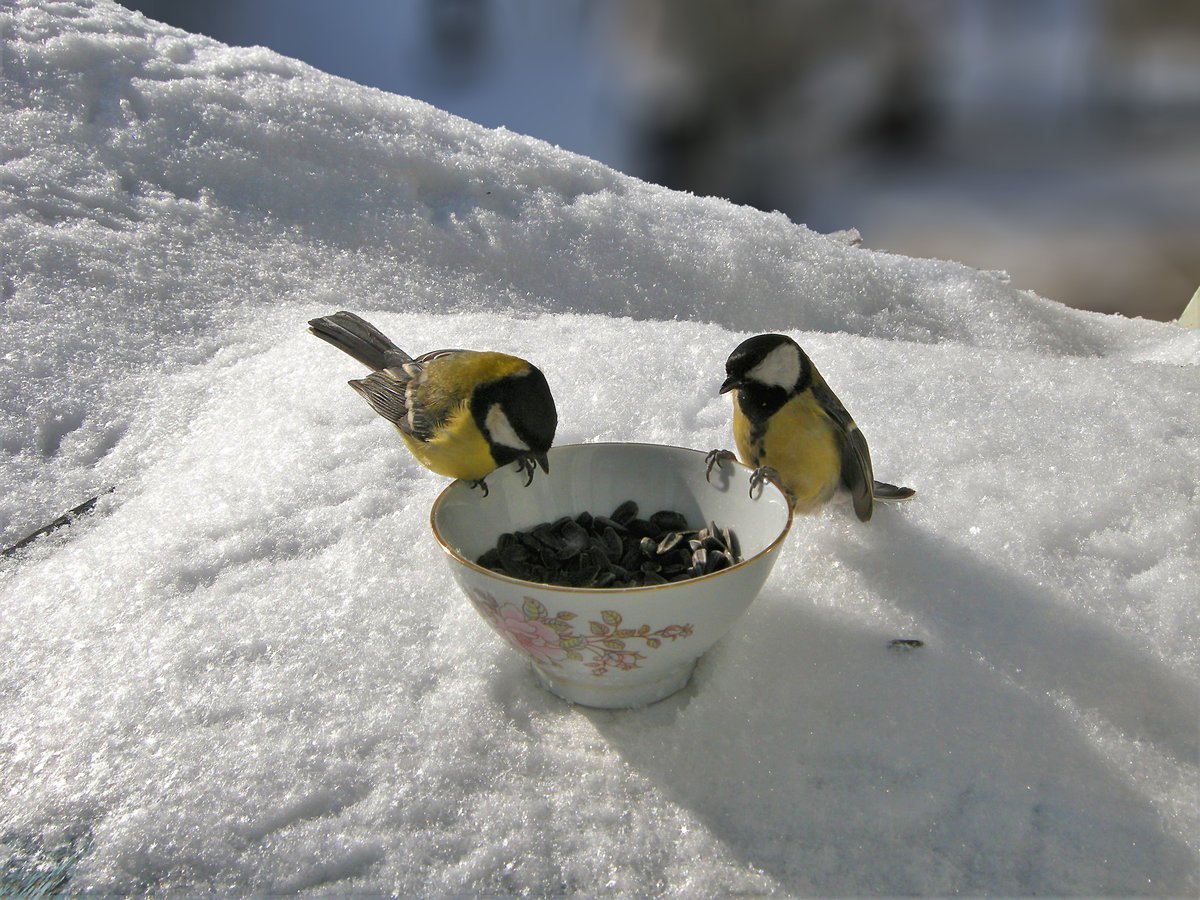 Синички на снегу