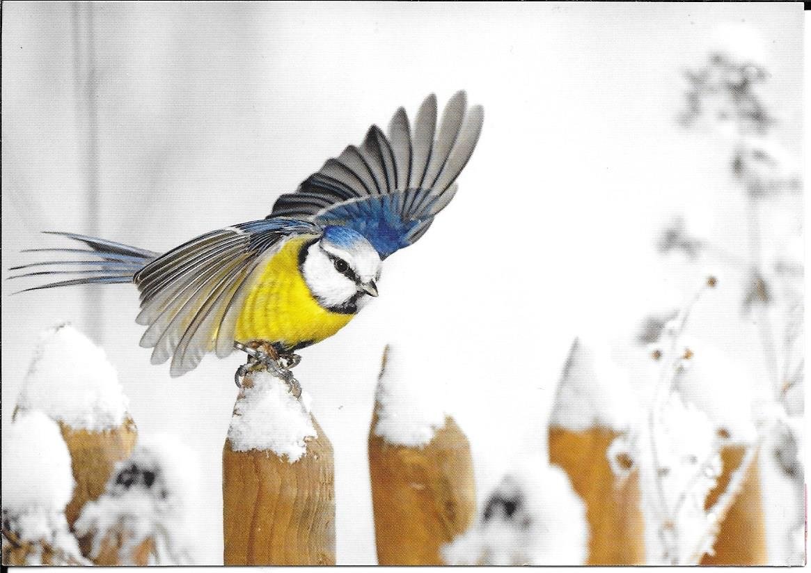 Птицы зимой