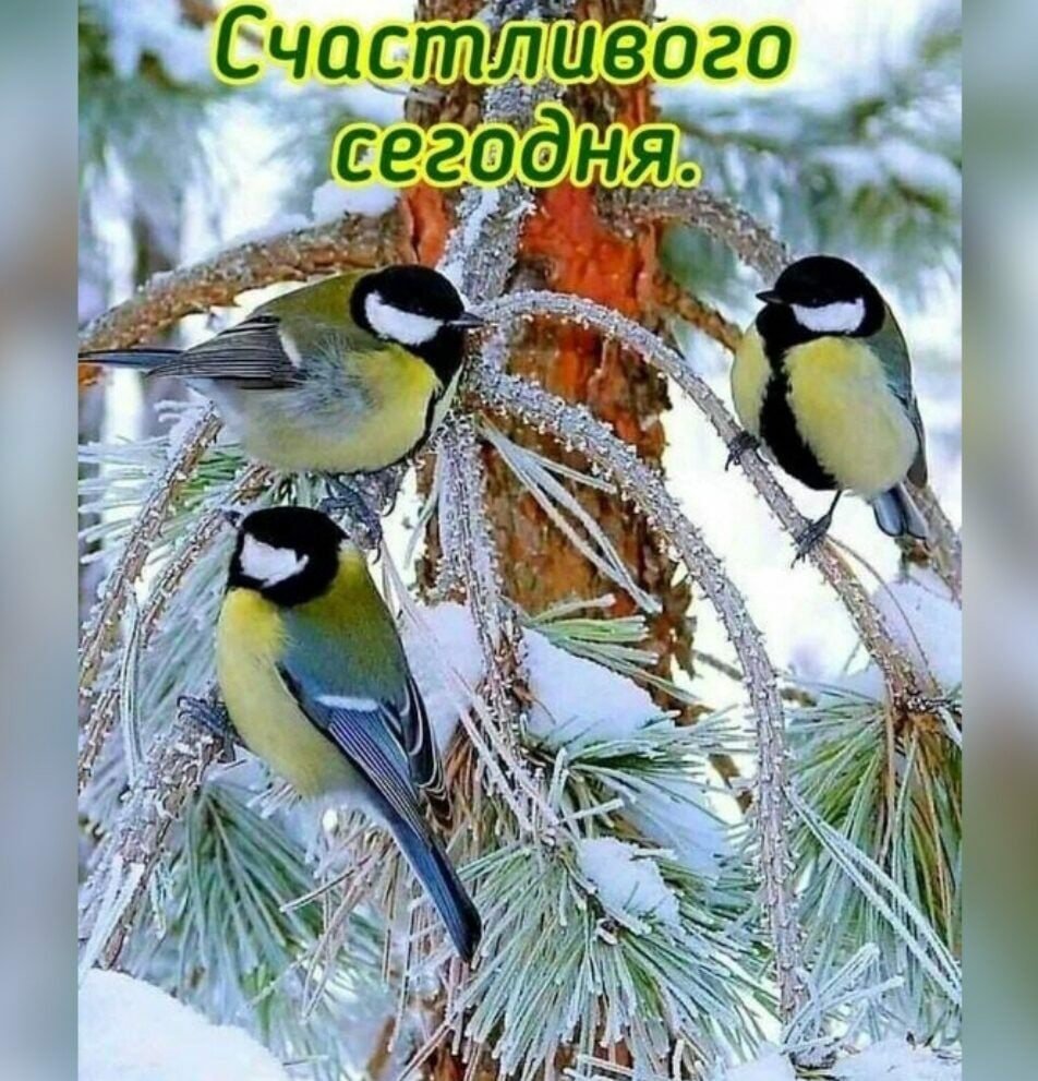 Синички зимой картинки